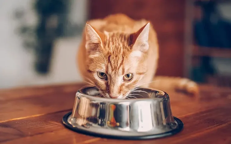 Línea de producción de alimentos para piensos en pellets para mascotas