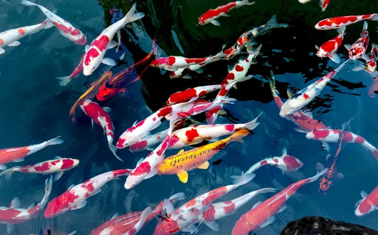 Ventajas de la máquina extrusora de alimento flotante para peces